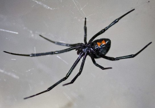 Ken-Ichi-Ueda wikimedia commons