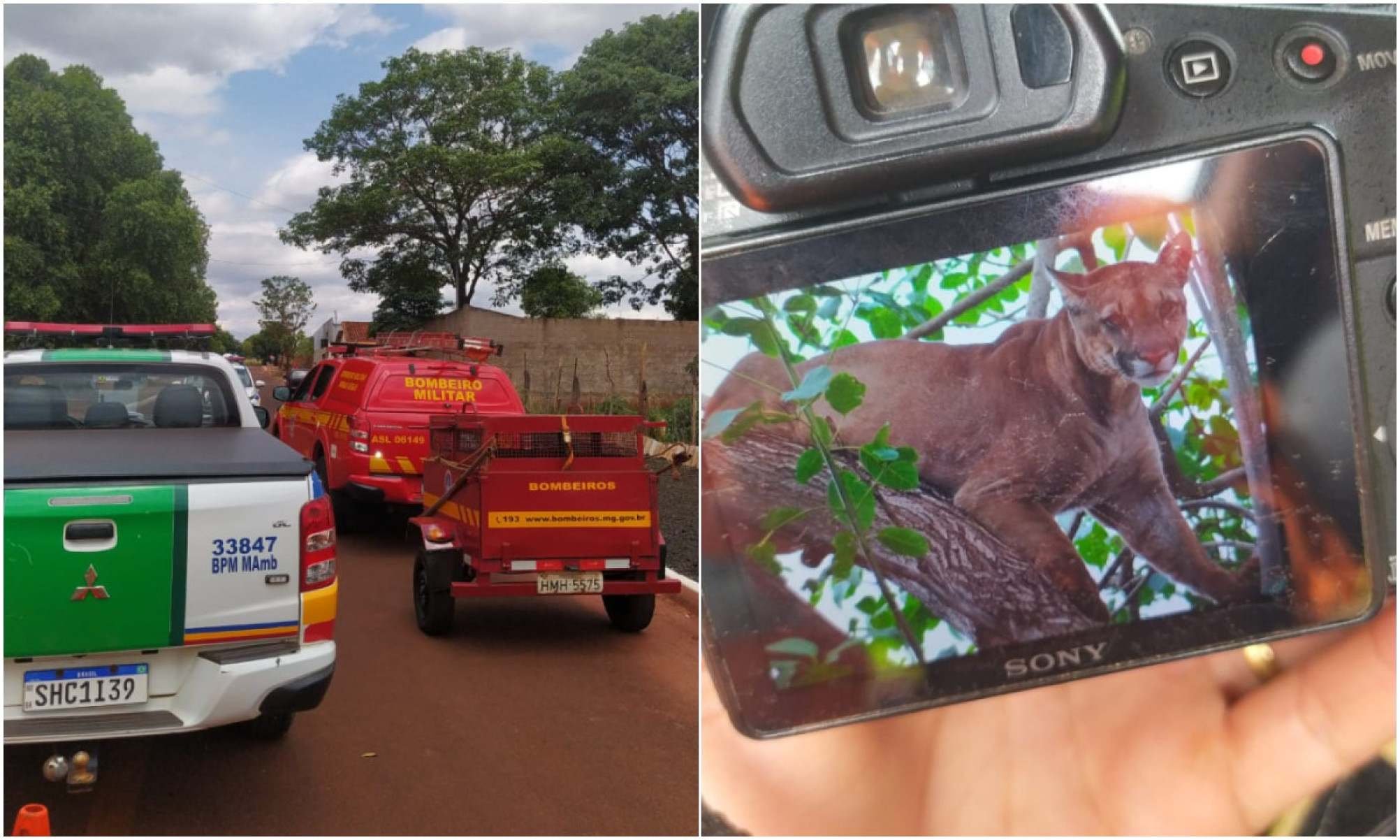 Onça-parda no quintal faz família se trancar dentro de casa