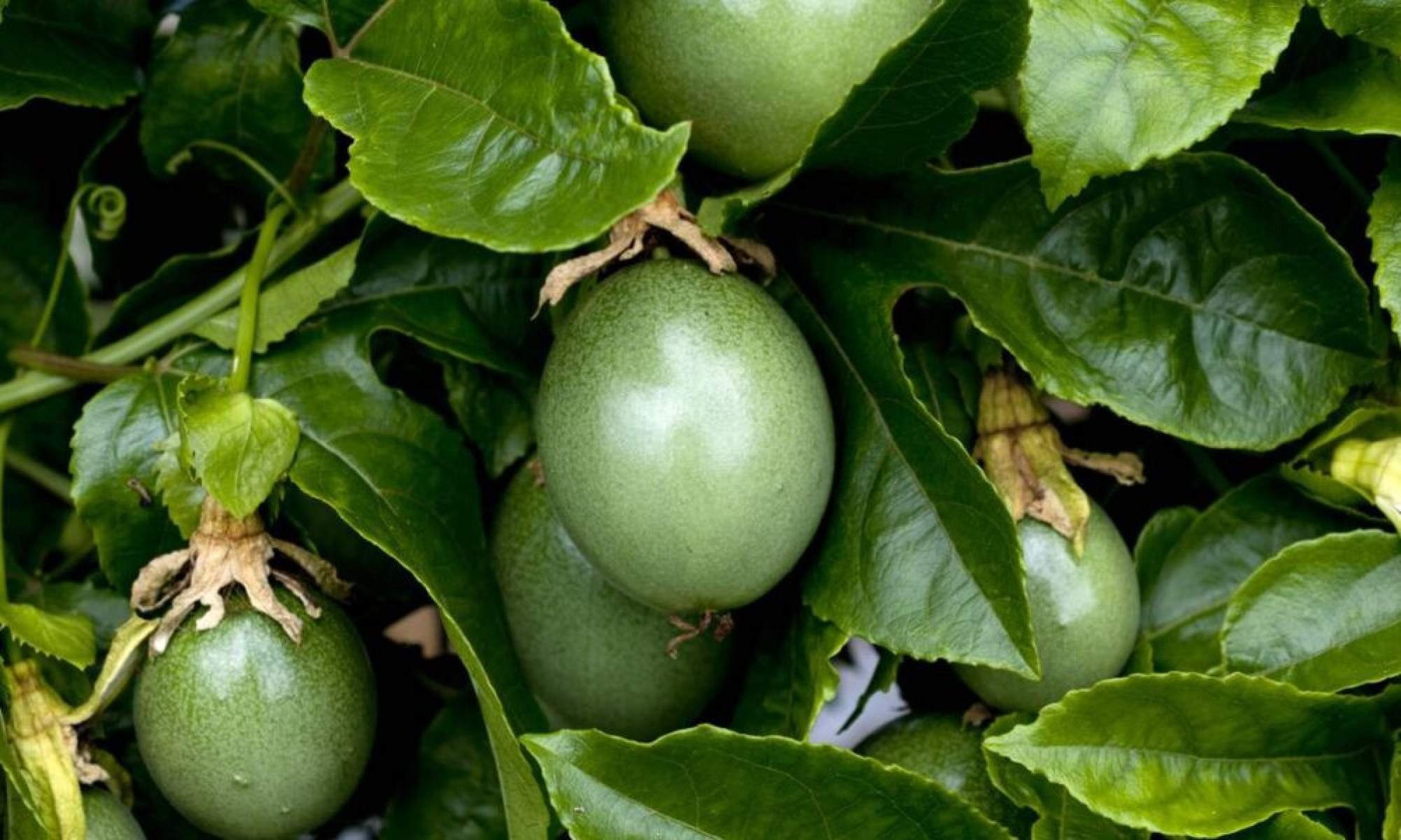 As frutas ideais para plantar no quintal e colher em menos de um ano - Tupi