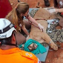 Vídeo: onça-parda é capturada depois de 30h no quintal de casa do Triângulo - Divulgação/Corpo de Bombeiros