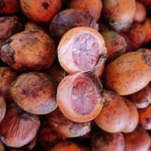 Estudo sobre dente de 4 mil anos revela uso de noz psicoativa na Ásia antiga - Wikimedia Commons/Sm faysal