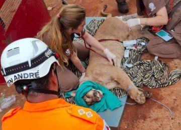 Onça foi sedada e passa por avaliação veterinária -  (crédito: Divulgação/Corpo de Bombeiros)