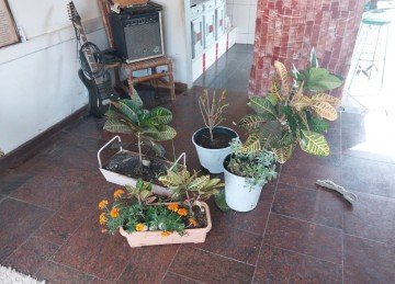 Plantas furtadas foram entregues à polícia -  (crédito: PCMG/Divulgação)