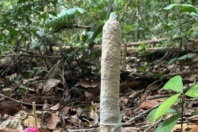 Pesquisadores usaram 40 preservativos para testar hipótese de trocas gasosas nas torres de cigarra -  (crédito: Divulgação/Instituto Serrapilheira)