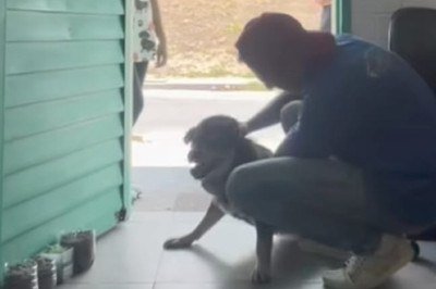 Cachorro reencontrou o tutor depois de quase 5 anos -  (crédito: Reprodução)