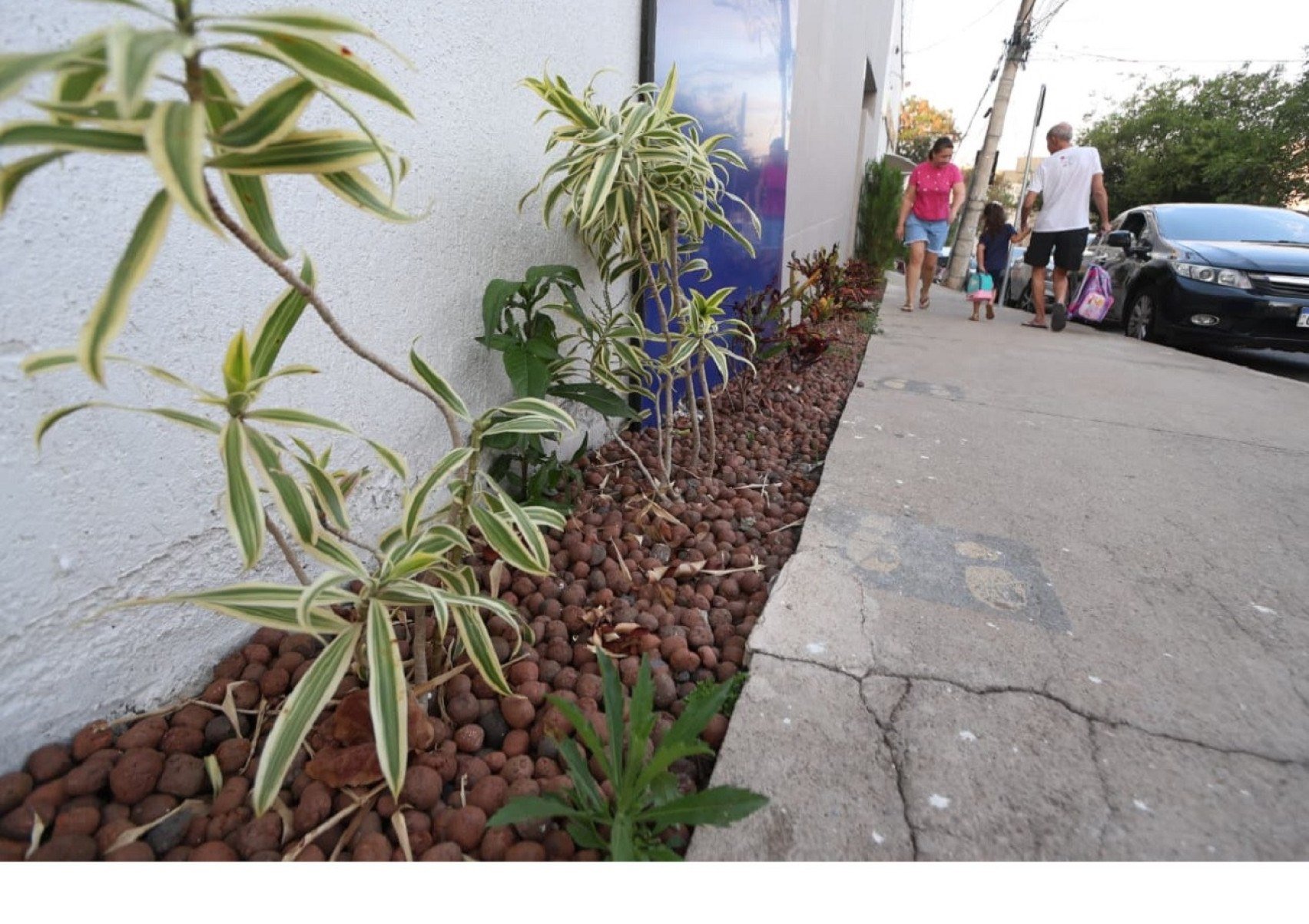 Plantas assentadas em um canteiro na frente de um col&eacute;gio particular: foto mostra a cal&ccedil;ada, com alunos passando, e, em primeiro plano, os vegetais