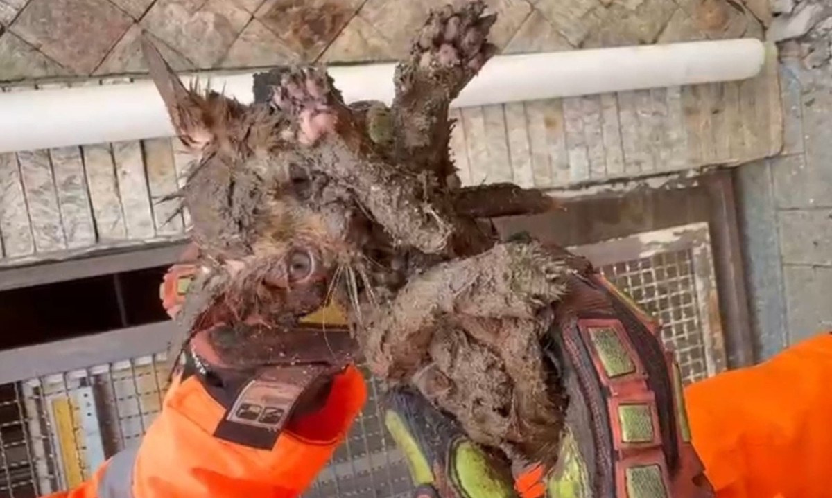 Gato resgatado em Muriaé -  (crédito: Corpo de Bombeiros Muriaé/Reprodução) Gato resgatado em Muriaé