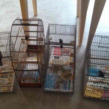 Operação resgata mais de 300 animais silvestres em Minas Gerais  - Reprodução / MPMG