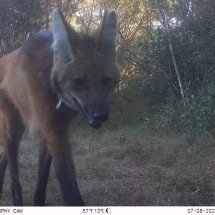 Lobos-guará do Santuário do Caraça estão habituados aos humanos, diz estudo - Divulga&ccedil;&atilde;o