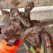 Gato preso em cano subterrâneo é salvo por bombeiros - Corpo de Bombeiros Muria&eacute;/Reprodu&ccedil;&atilde;o