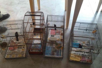 Além de aves, quelônios, aracnídeos, anfíbios, esquilos voadores e gatos de bengala foram resgatados durante a operação -  (crédito: Reprodução / MPMG)