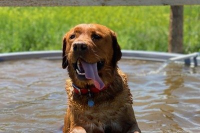 Leo, um labrador caramelo treinado para ser cão de apoio a pessoas com transtorno de estresse pós-traumático (TEPT), foi reprovado para o trabalho devido a comportamentos incompatíveis, como pular nas pessoas e mexer em objetos. Por isso, a equipe decidiu colocá-lo para adoção. -  (crédito: Reprodução instagram / @samantha_welborn)