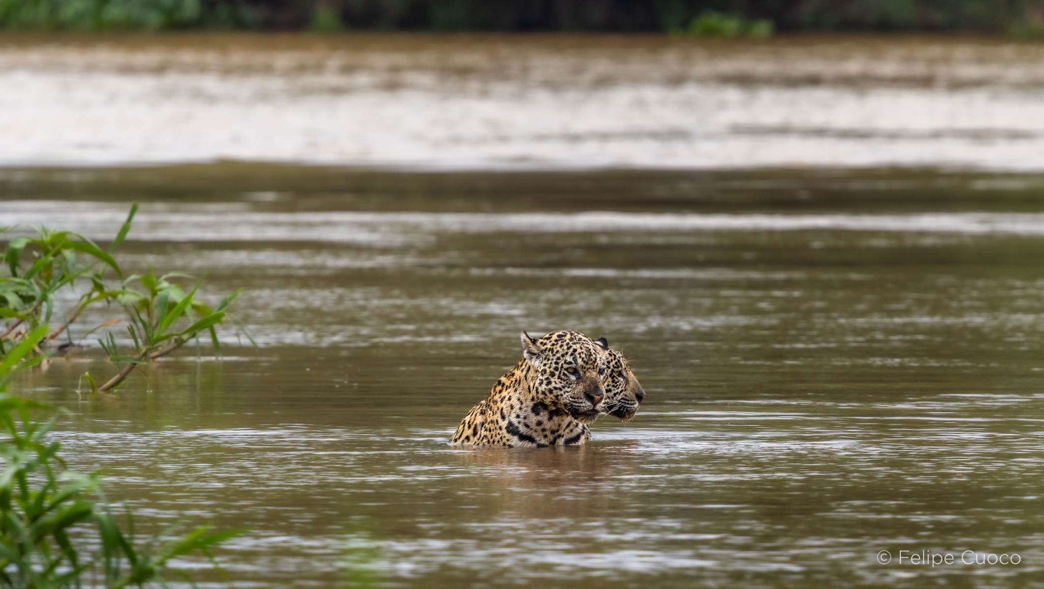 Felipe Cuoco amplia projeto sobre o bioma pantaneiro -  Felipe Cuoco