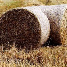 Desde a antiguidade: a palha e suas diferentes utilidades -  Imagem de Andrea por Pixabay