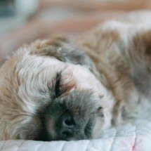 Luto animal: espaços de despedida para seu pet - lucasexpedidor/FreePik