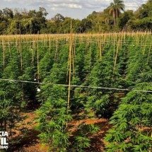 MG: polícia prende dois homens e destrói plantação de maconha - PCMG