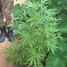 Mulher chama a polícia para o filho, que é apreendido com maconha - Divulgação/PMMG