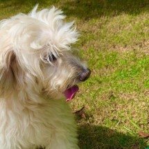 Sumiço de cãozinho vira rixa e dona de hotel registrará B.O contra tutor - Arquivo pessoal 