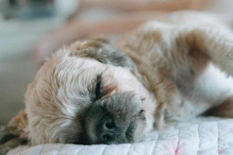 Luto animal: espaços de despedida para seu pet