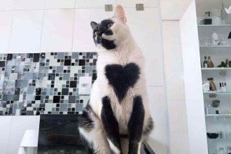 Gato mineiro com marca de coração no peito é eleito o mais bonito do Brasil