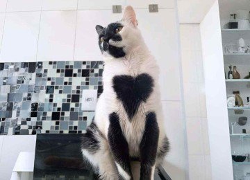 Thor, o gato mais bonito do Brasil em 2025 -  (crédito: Redes sociais)