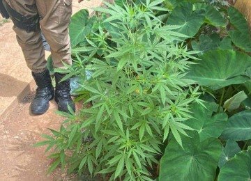O pé de maconha foi encontrado na casa do jovem, que mora com a mãe -  (crédito: Divulgação/PMMG)