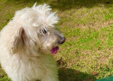 O dono tem realizado campanhas nas redes sociais para encontrar o cachorrinho Miguel -  (crédito: Arquivo pessoal )