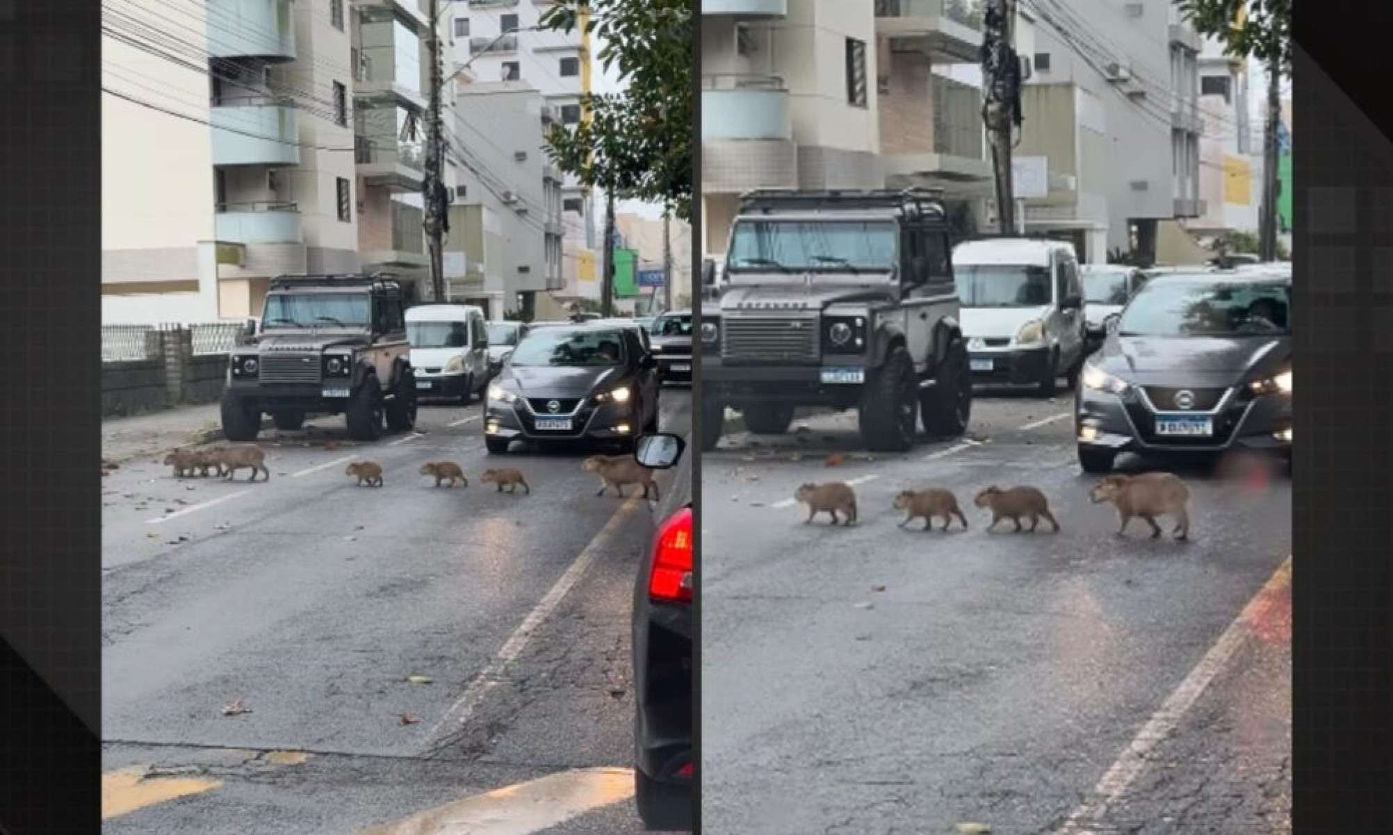 Família de capivaras é flagrada atravessando avenida e encanta motoristas - Tupi
