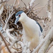 Garças fazem ninho em lugar que ninguém poderia imaginar -  Reprodução/redes sociais