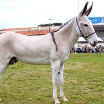 Jumentos estão à beira da extinção; e China tem ligação com isso - Felipe Balbino  wikimedia commons