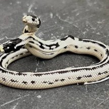 Cobra sobrevive após nascer com duas cabeças e surpreende especialistas - Divulgação East Bay Vivarium