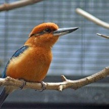 Pássaro dado como extinto na natureza volta a se reproduzir ao ar livre - Flickr - Kjunstorm