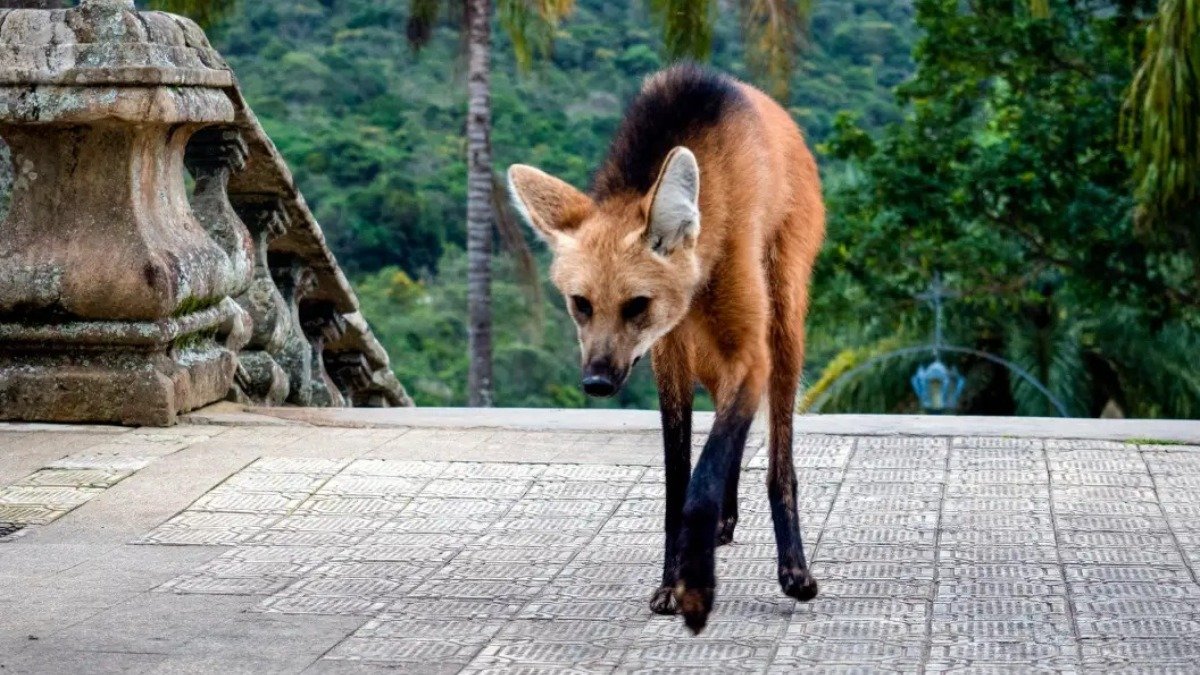 Lobo-guará no Santuário do Caraça -  (crédito: Eduardo Franco/santuariodocaraca.com.br/)