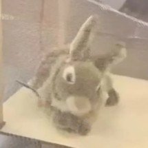 Robôs em forma de coelho ajudam a capturar pítons invasoras na Flórida - Divulgação / Robert McCleery/ Distrito de Gestão de Águas do Sul da Flórida