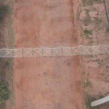 Pontes ecológicas garantem segurança de macacos raros da Amazônia - Reprodução / TV TEM