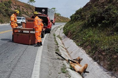 Animal foi encontrado numa valeta, à beira da estrada, e não conseguia se levantar -  (crédito: CBMMG)