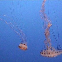 Caravelas-portuguesas reaparecem no litoral de SP e aumentam risco de queimaduras graves - Manuel Anastácio wikimedia commons