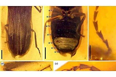 Cientistas encontraram recentemente uma nova espécie 'brilhante' de vaga-lume preservada em âmbar. Trata-se de um animall da Era  Mesozoica, que se encontrava no âmbar birmanês, a 99 milhões de anos, no norte de Mianmar. -  (crédito:  Cai et al./Biological Sciences)