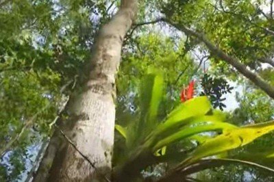 Existem árvores que ainda estão vivas há cerca de 5 mil anos. Atravessaram os milênios, testemunhas de diferentes fases da história. O método mais adotado para se estimar a idade de uma árvore se chama 'dendrocronologia'.   -  (crédito: Youtube/
Ribamar Guimarães 'o Bom Maranhense')