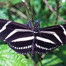 Estudo aponta queda acentuada no número de borboletas nos Estados Unidos neste século - James St. John/Wikimedia Commons