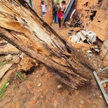 Árvore de 20 metros cai e destrói muro de casa em BH - Jair Amaral/EM/DA Press