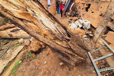 Árvore de aproximadamente 20 metros de altura cai sobre casa no Bairro Serrano, na Região Pampulha, em BH, na manhã desta segunda-feira (3/11) -  (crédito: Jair Amaral/EM/DA Press)