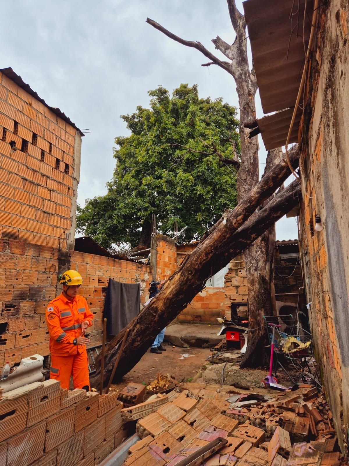 Árvore de aproximadamente 20 metros de altura cai sobre casa no Bairro Serrano, na Região Pampulha, em BH, na manhã desta segunda-feira (3/11)