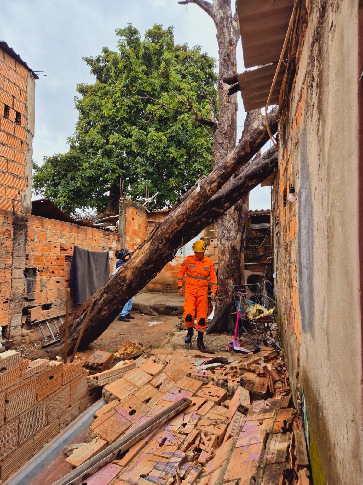 Árvore de aproximadamente 20 metros de altura cai sobre casa no Bairro Serrano, na Região Pampulha, em BH, na manhã desta segunda-feira (3/11)