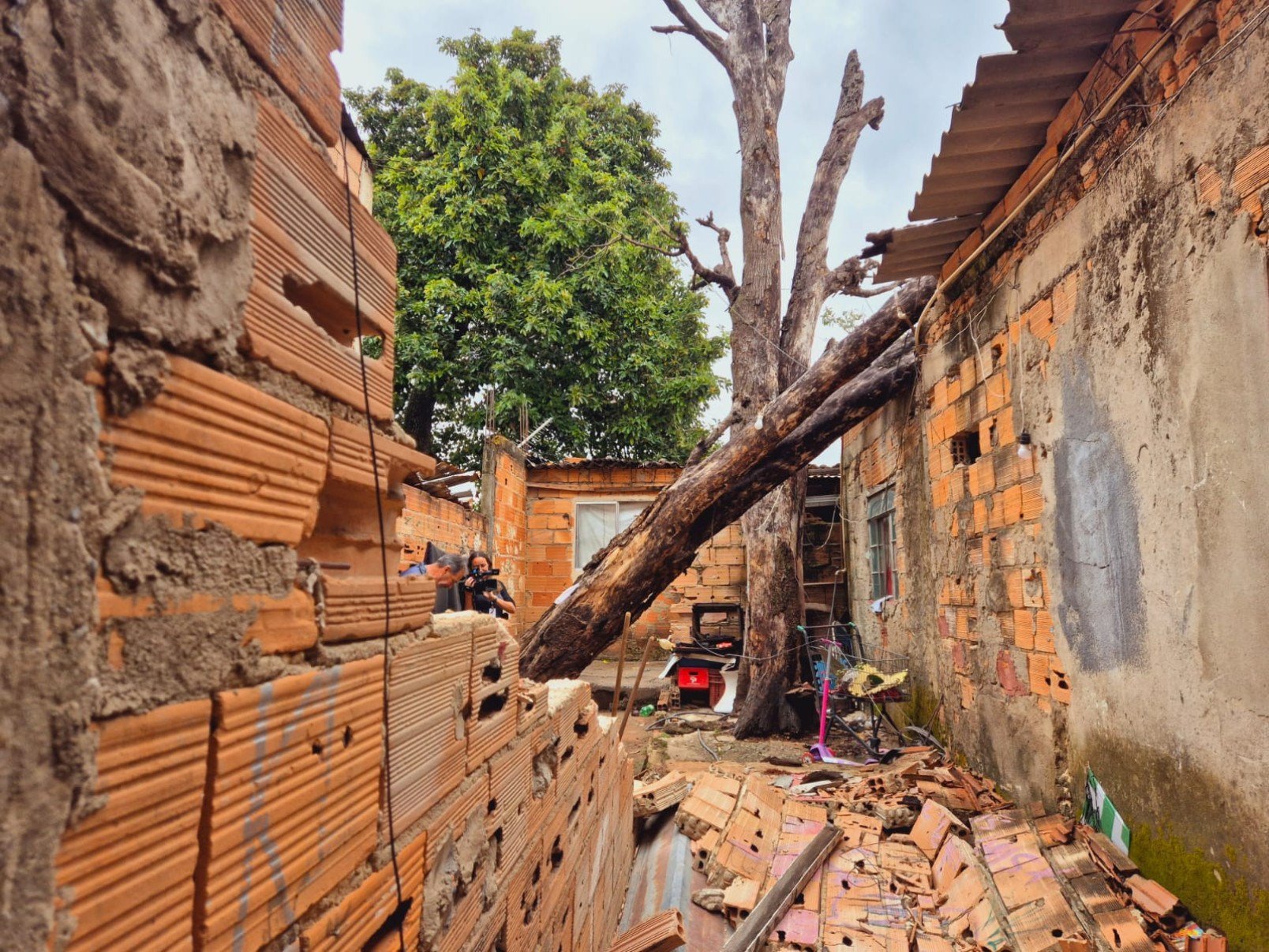 Árvore de aproximadamente 20 metros de altura cai sobre casa no Bairro Serrano, na Região Pampulha, em BH, na manhã desta segunda-feira (3/11)