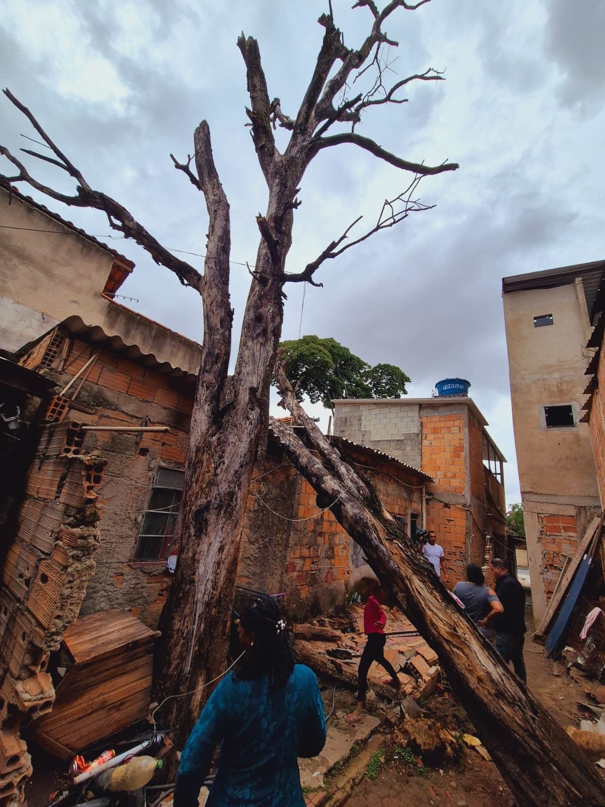 Árvore de aproximadamente 20 metros de altura cai sobre casa no Bairro Serrano, na Região Pampulha, em BH, na manhã desta segunda-feira (3/11)