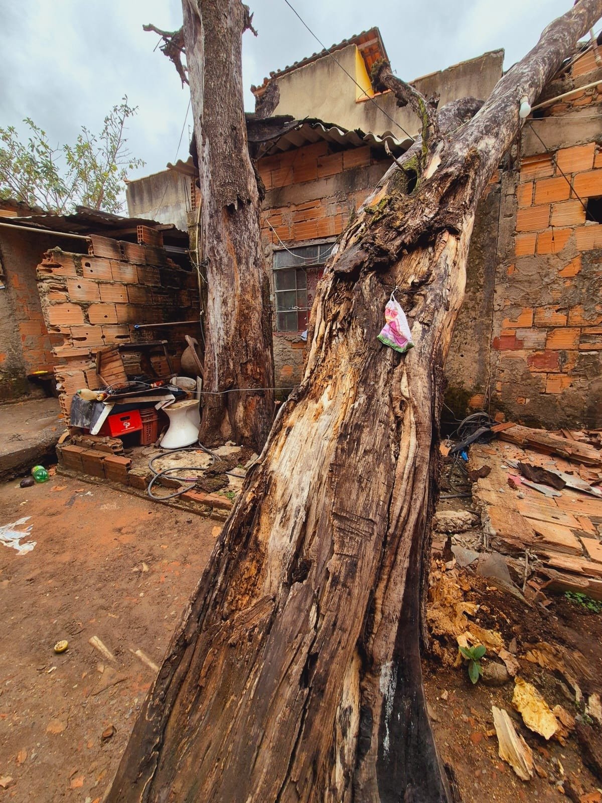 Árvore de aproximadamente 20 metros de altura cai sobre casa no Bairro Serrano, na Região Pampulha, em BH, na manhã desta segunda-feira (3/11)