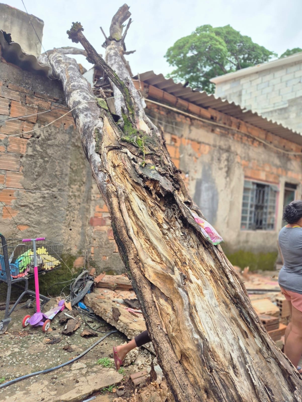 Árvore de aproximadamente 20 metros de altura cai sobre casa no Bairro Serrano, na Região Pampulha, em BH, na manhã desta segunda-feira (3/11)