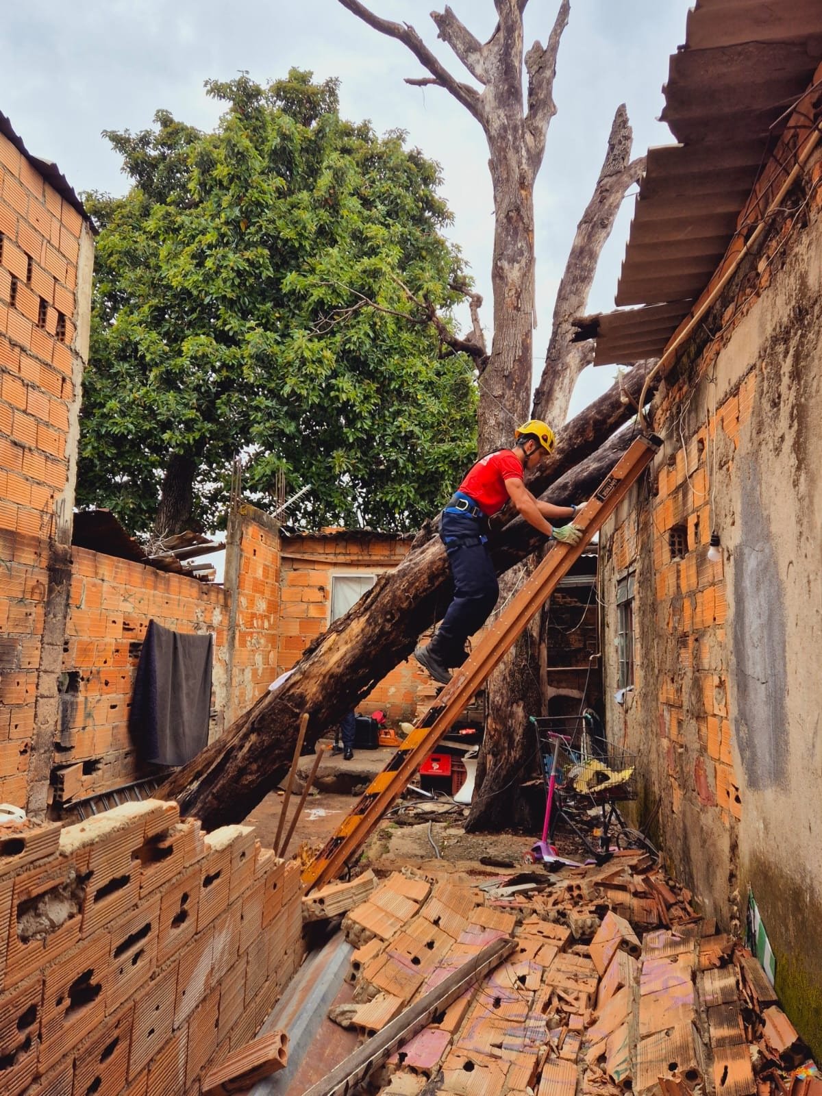 Árvore de aproximadamente 20 metros de altura cai sobre casa no Bairro Serrano, na Região Pampulha, em BH, na manhã desta segunda-feira (3/11)