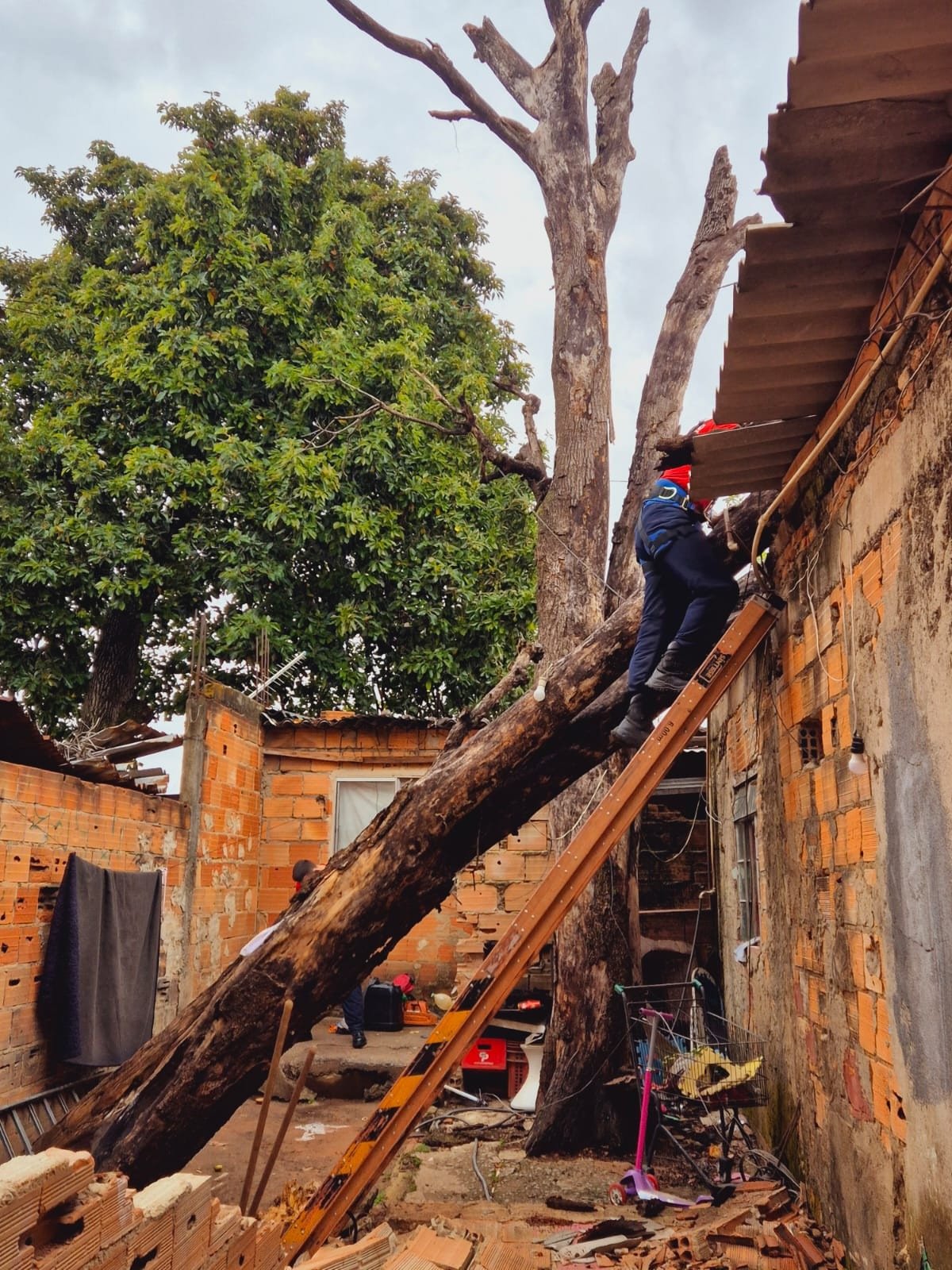 Árvore de aproximadamente 20 metros de altura cai sobre casa no Bairro Serrano, na Região Pampulha, em BH, na manhã desta segunda-feira (3/11)
